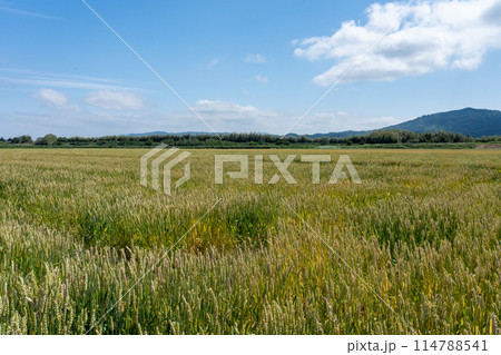 近江盆地南部の五月の麦畑の情景 近江盆地南部の五月の麦畑の情景 114788541
