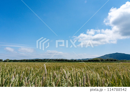 近江盆地南部の五月の麦畑の情景 近江盆地南部の五月の麦畑の情景 114788542