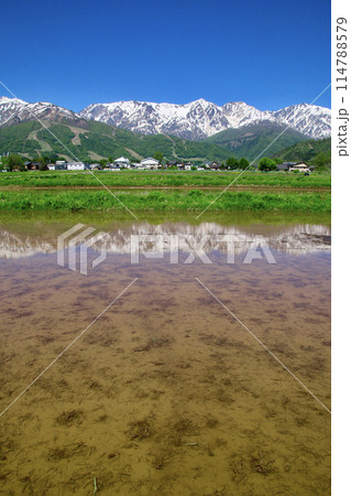 水田とアルプス（長野県・白馬村） 114788579