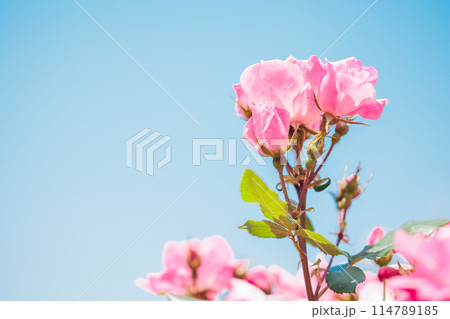 青空に映えるピンクの薔薇 114789185