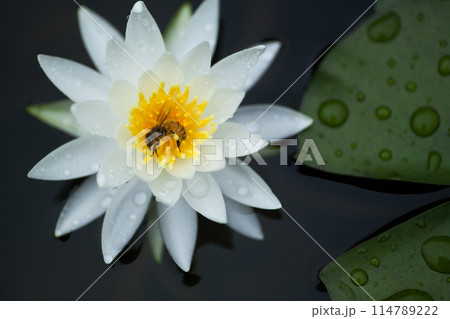 花の蜜を吸いにきたかわいい蜜蜂 114789222