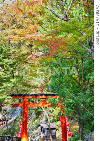 京都　美しい紅葉の吉田神社（京都市左京区） 114789247