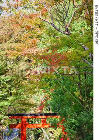 京都　美しい紅葉の吉田神社（京都市左京区） 114789248