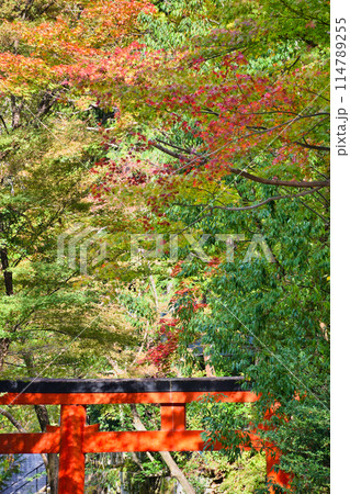 京都　美しい紅葉の吉田神社（京都市左京区） 114789255