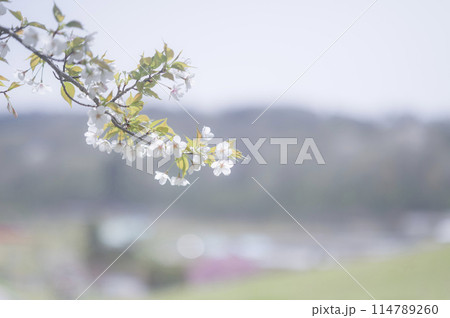 葉桜 葉桜 114789260