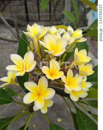 yellow and white plumeria flower on tree yellow and white plumeria flower on tree 114789325