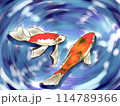泳ぐ鯉 114789366