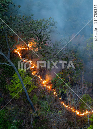 Bushfires in tropical forest release carbon dioxide (CO2) emissions and other greenhouse gases (GHG) that contribute to climate change. Bushfires in tropical forest release carbon dioxide (CO2) emissions and other greenhouse gases (GHG) that contribute to climate change. 114789382