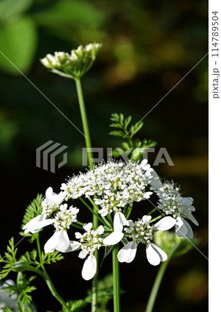 オルレア・ホワイトレース 114789504