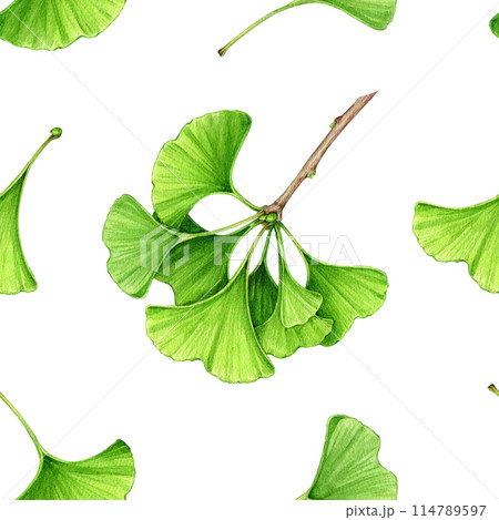 Ginkgo tree green leaf, branch seamless pattern. Watercolor painted illustration. Hand drawn ginkgo biloba leaf and twig medicinal plant natural element seamless pattern. White background Ginkgo tree green leaf, branch seamless pattern. Watercolor painted illustration. Hand drawn ginkgo biloba leaf and twig medicinal plant natural element seamless pattern. White background 114789597