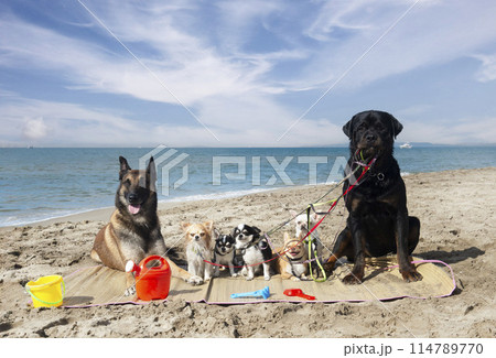 chihuahuas, malinois , rottweiller and beach 114789770