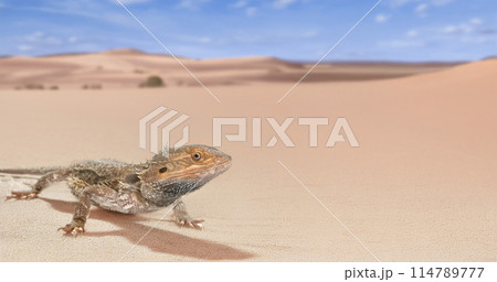 bearded dragons in nature 114789777