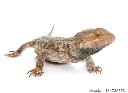 bearded dragons in studio 114789778