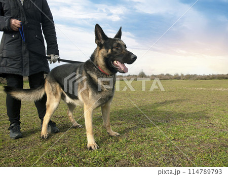 black and tan german shepherd in nature 114789793