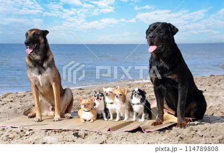 chihuahuas, malinois , rottweiller and beach chihuahuas, malinois , rottweiller and beach 114789808