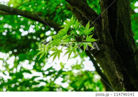 光悦寺の青もみじ 光悦寺の青もみじ 114790141