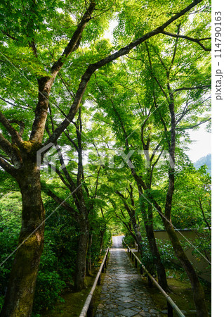 光悦寺の参道 光悦寺の参道 114790163