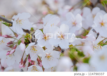満開の桜の花と新芽 114790337