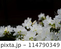 白いツツジ 114790349