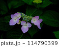 雨に濡れたガクアジサイ 114790399