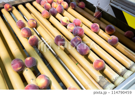 Peaches on processing line of sorting 114790459