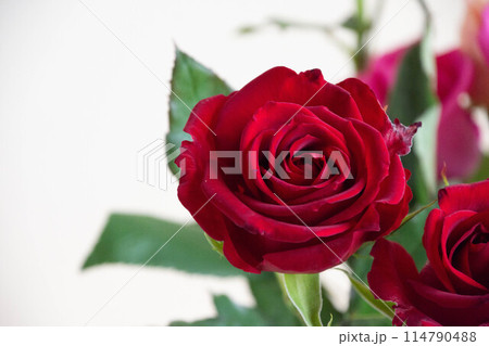 赤い薔薇 赤い薔薇 114790488
