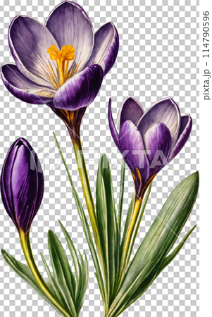 Vintage style illustration of crocus 114790596