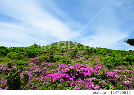ミヤマキリシマが咲く中岳中腹探勝路 ミヤマキリシマが咲く中岳中腹探勝路 114790636