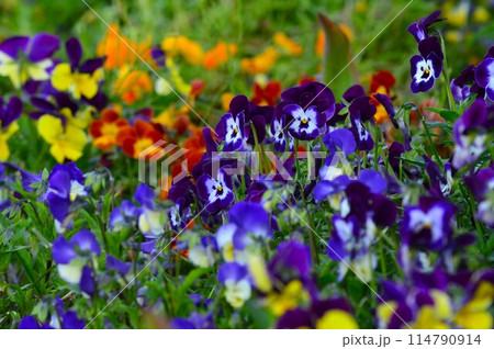 春の花壇に咲くパンジー、ビオラ 114790914
