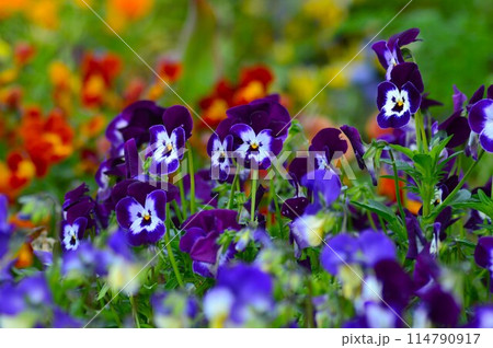 春の花とパンジー、ビオラ 春の花とパンジー、ビオラ 114790917