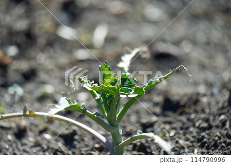 ボロボロになった野菜の苗 ボロボロになった野菜の苗 114790996