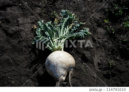 畑でとれた大きな桜島大根 114791010
