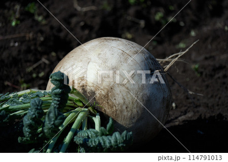 畑で収穫した桜島大根のイメージ 114791013