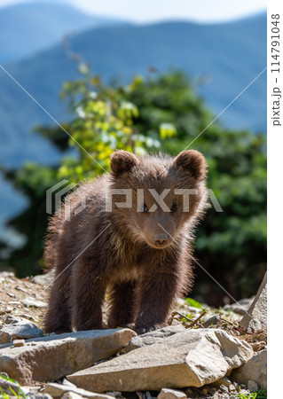 Brown bear cub walking across rocky hillside Brown bear cub walking across rocky hillside 114791048