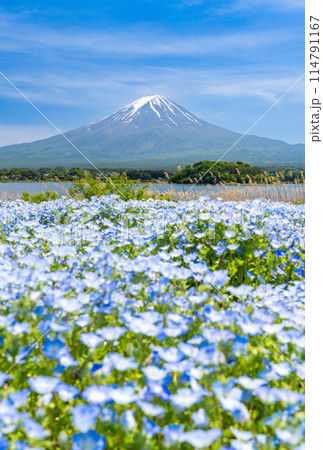 (ブルーの絶景) 大石公園のネモフィラと富士山 (ブルーの絶景) 大石公園のネモフィラと富士山 114791167