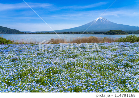 (ブルーの絶景) 大石公園のネモフィラと富士山 (ブルーの絶景) 大石公園のネモフィラと富士山 114791169