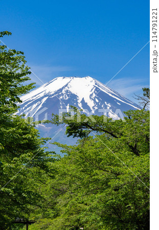 【新緑の初夏】忍野八海から見た富士山 114791221