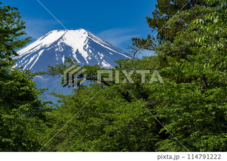 【新緑の初夏】忍野八海から見た富士山 114791222