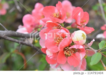 満開の木瓜の花 114791404