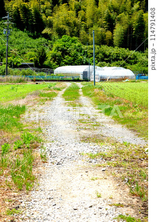 田舎の一本道 114791408