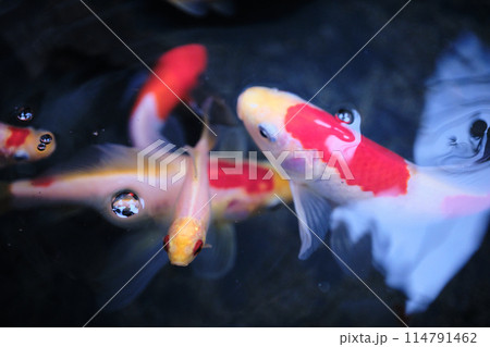 可愛い白色の金魚 114791462