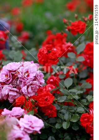 埼玉県与野公園のバラ園の様々な種類のバラの花 114791559