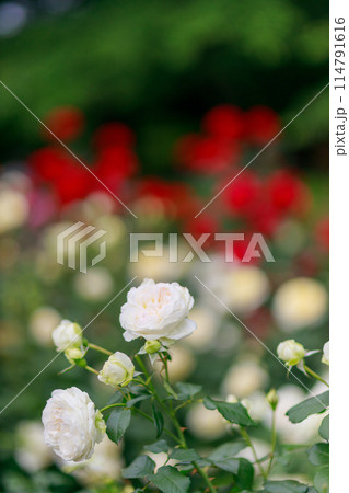 埼玉県与野公園のバラ園の様々な種類のバラの花 埼玉県与野公園のバラ園の様々な種類のバラの花 114791616