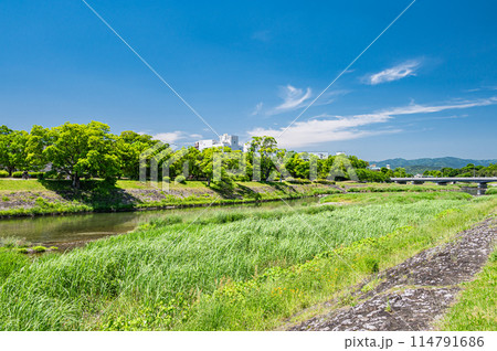 初夏の京都鴨川風景 初夏の京都鴨川風景 114791686
