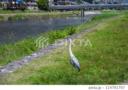 鴨川のアオサギ 114791707