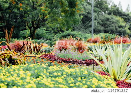 デンパーク　花畑 114791887