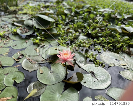植物 工場 プランツ 114791889
