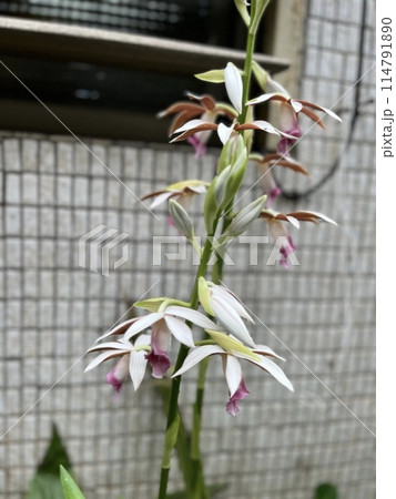 植物 工場 プランツ 114791890