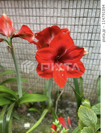 植物 工場 プランツ 114791894
