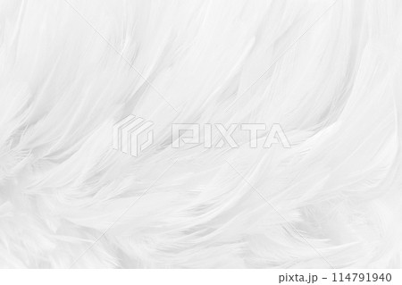 Beautiful white grey bird feathers pattern texture background. 114791940